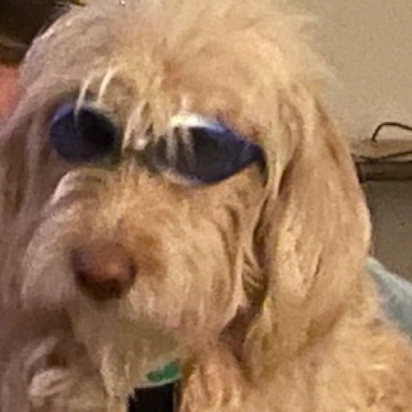 Meet your Posher, Libby - Picture 1 of 1